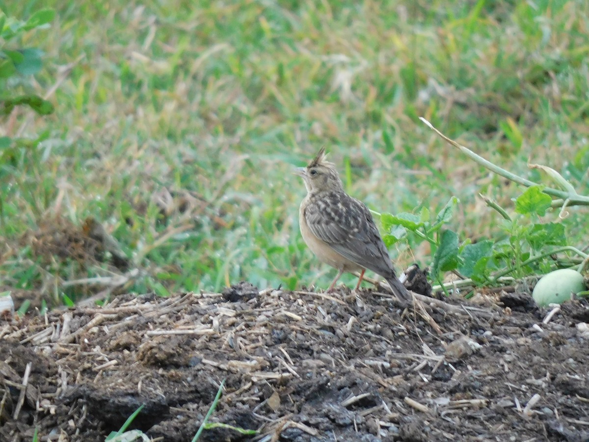 Tawny Lark - ML483871191