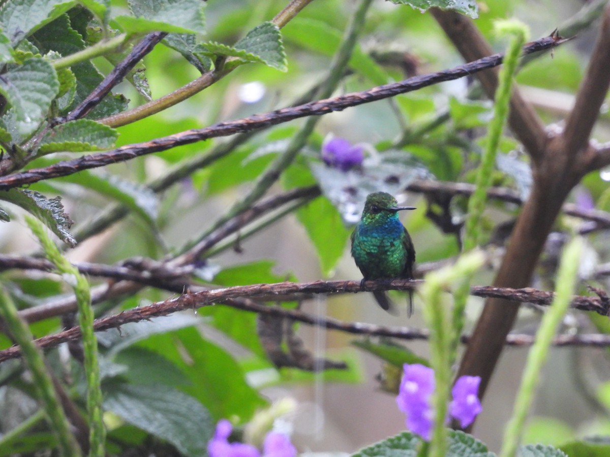 kolibřík modroocasý - ML483871391