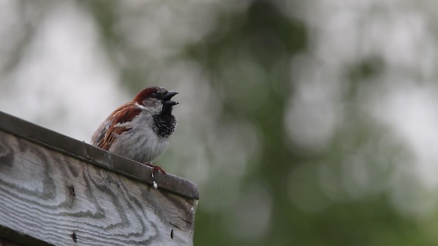 House Sparrow - ML483872