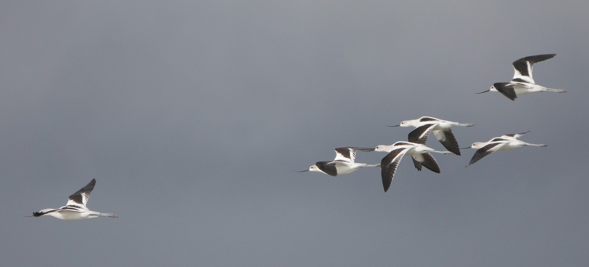 Avocette d'Amérique - ML483872011