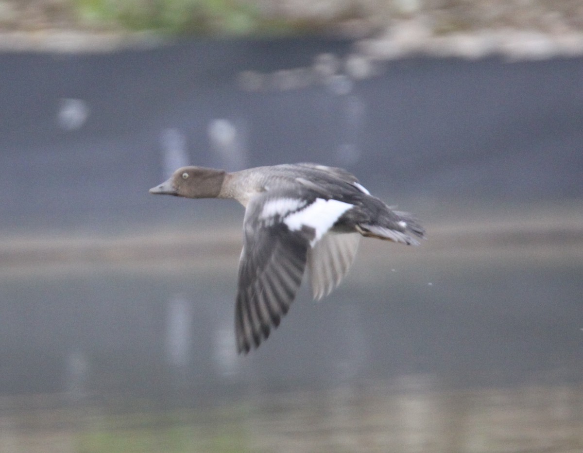 Common Goldeneye - ML483872251