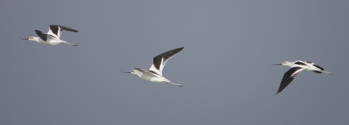 Avocette d'Amérique - ML483872471