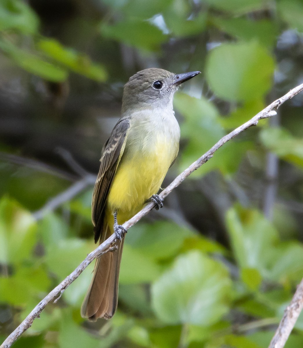 Great Crested Flycatcher - ML483872521