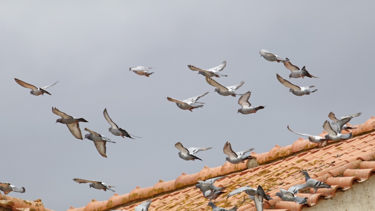 Rock Pigeon (Feral Pigeon) - ML483872531