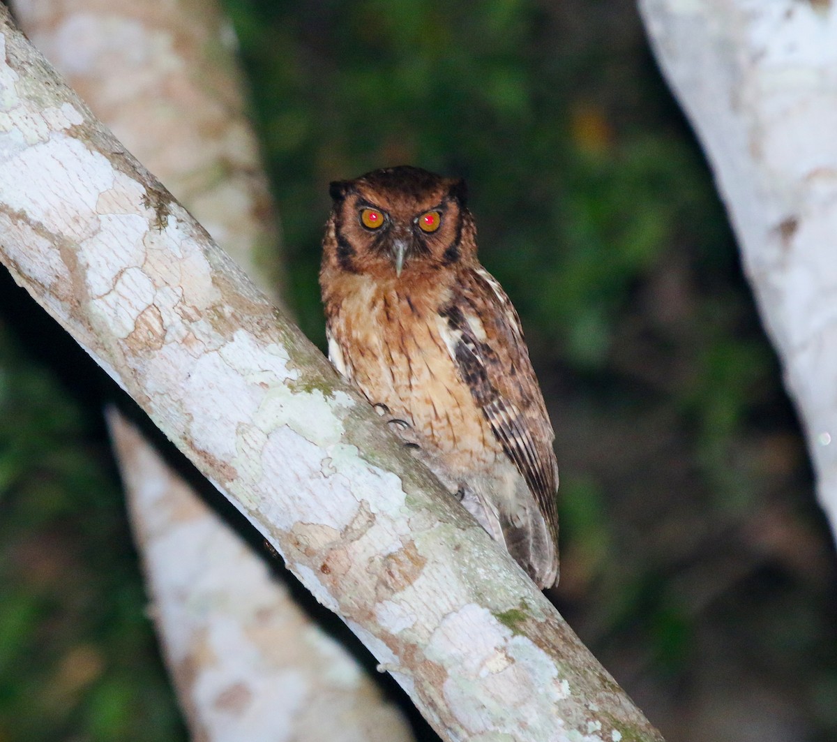 Tawny-bellied Screech-Owl (Austral) - Cristina Rappa