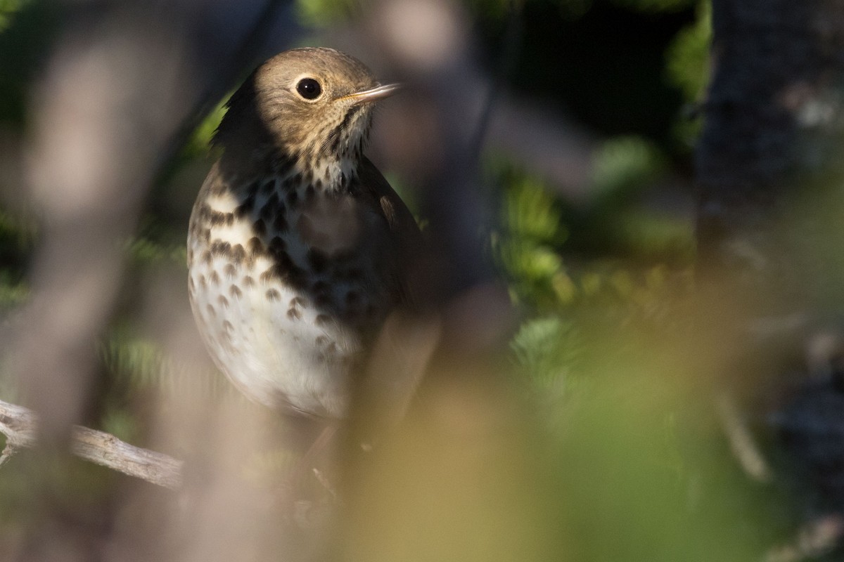 Hermit Thrush - ML483872731