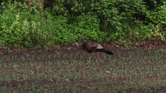 Wild Turkey - ML483874