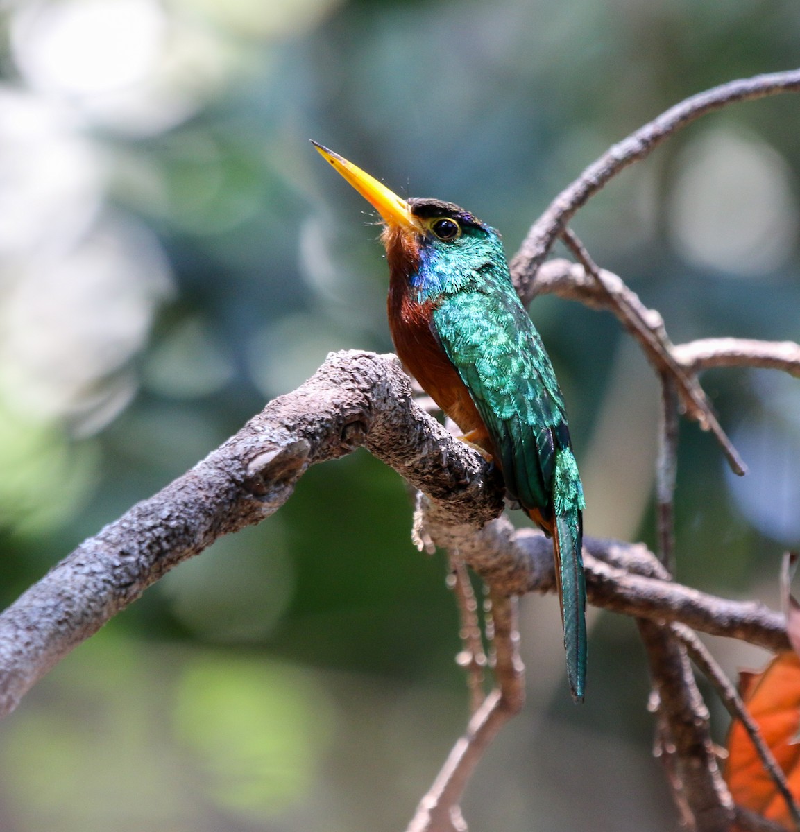 Jacamar à joues bleues - ML483874981