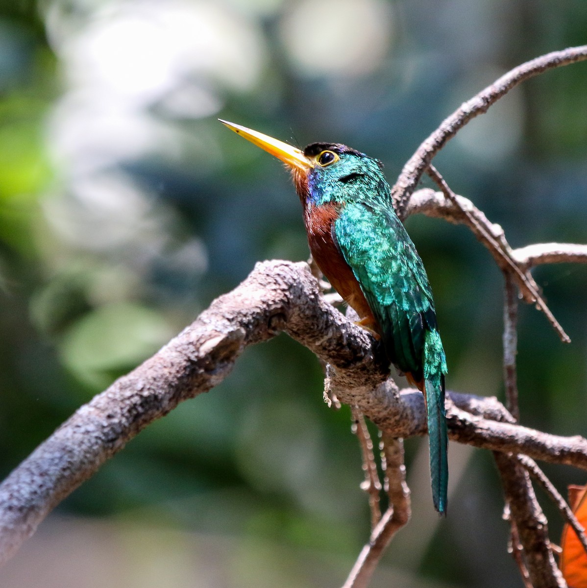 Blue-cheeked Jacamar - ML483874991