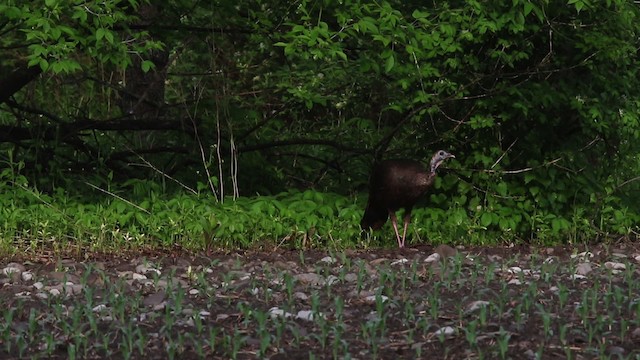 Wild Turkey - ML483875