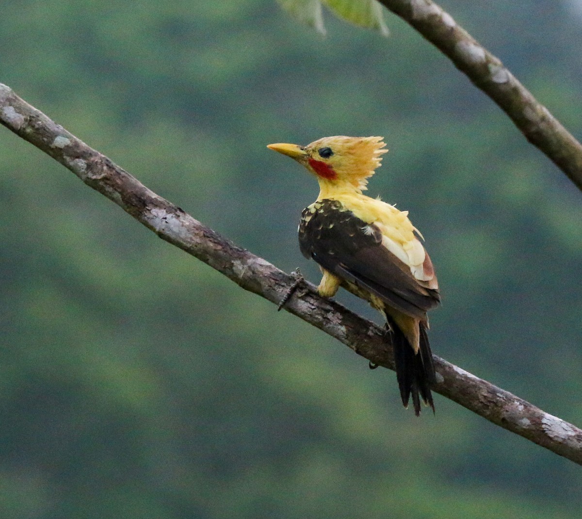 Cream-colored Woodpecker - ML483875081