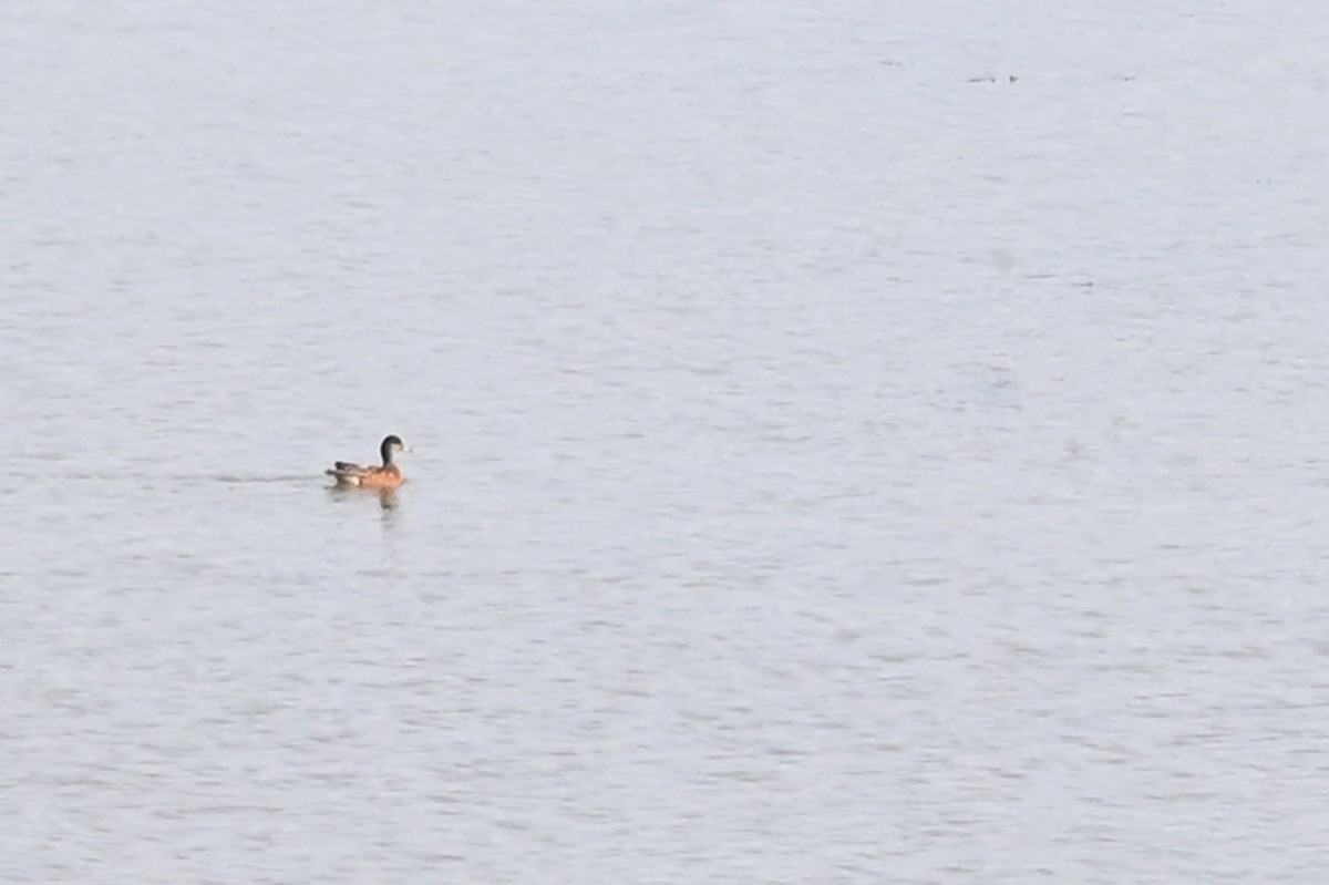 American Wigeon - ML483875201