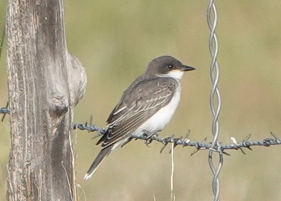 Eastern Kingbird - ML483875861