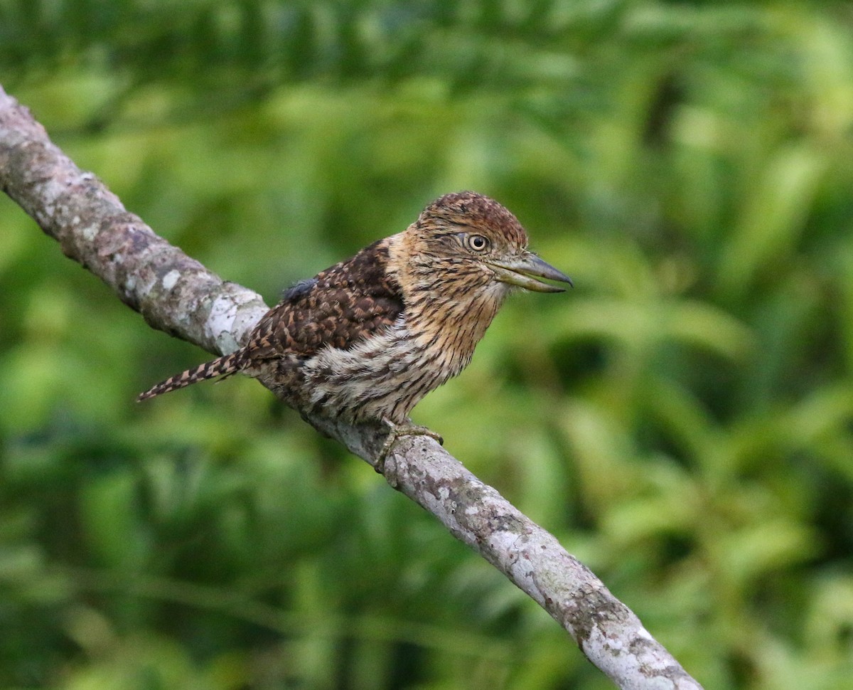 Eastern Striolated-Puffbird (torridus) - ML483876091