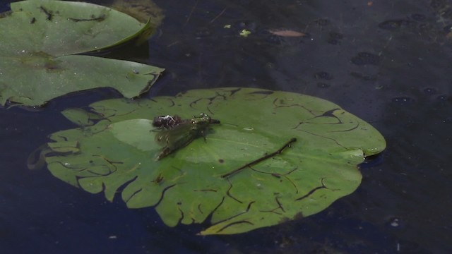 Dragonflies and Damselflies - ML483879