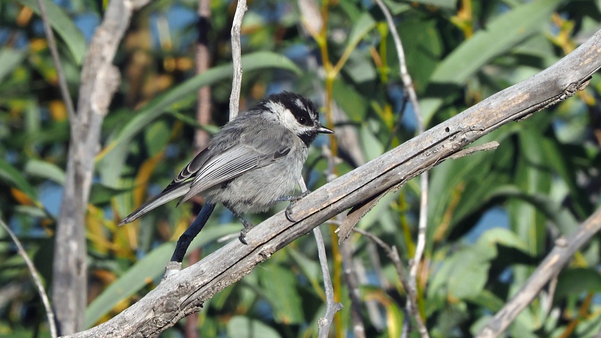 Mountain Chickadee - ML483879021