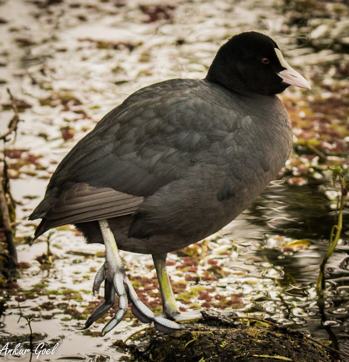 Eurasian Coot - Ankur Goel