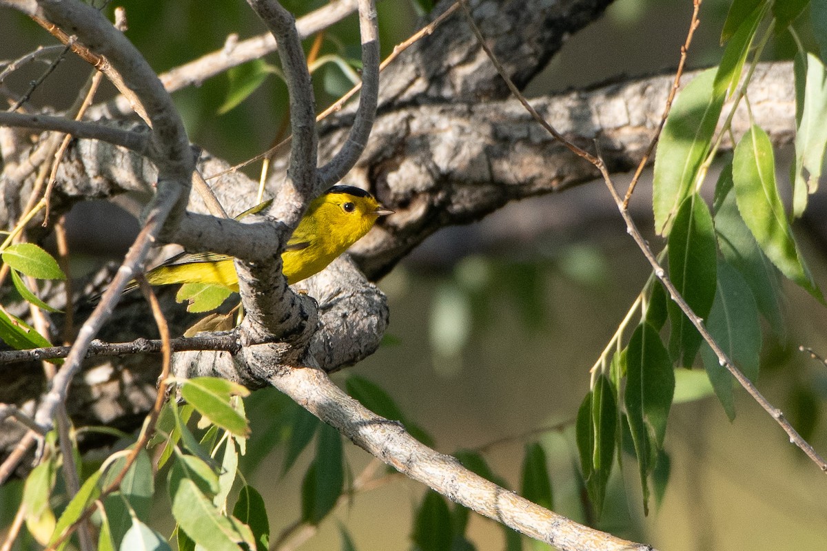 Wilson's Warbler - ML483881641