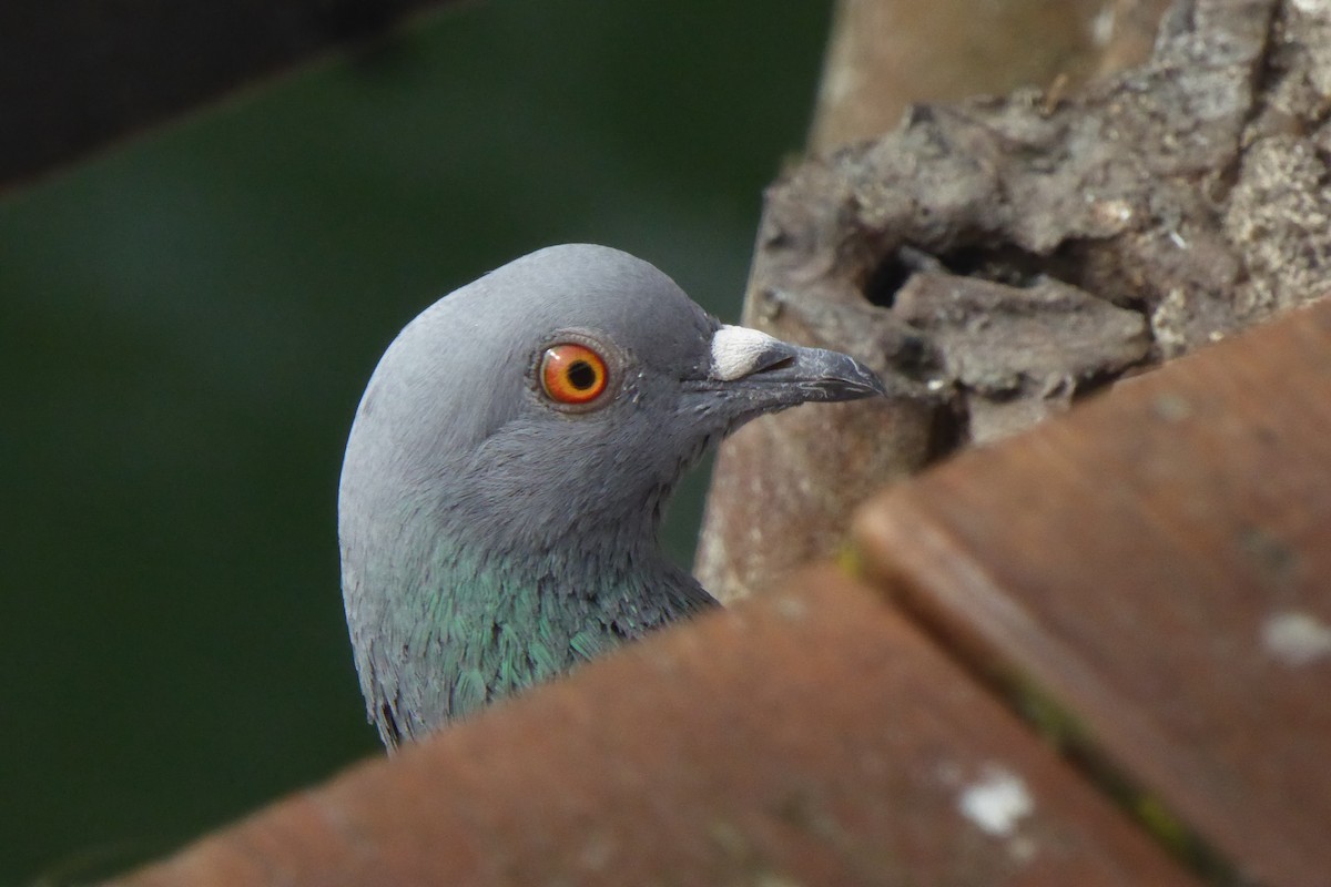Rock Pigeon (Feral Pigeon) - ML483881711