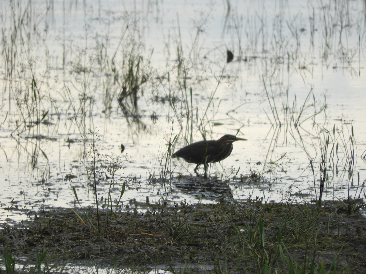 Green Heron - ML483883601