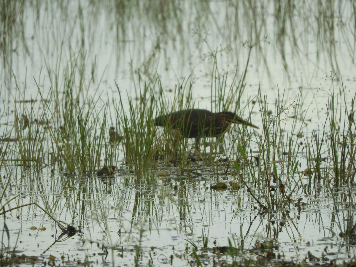 Green Heron - ML483883621