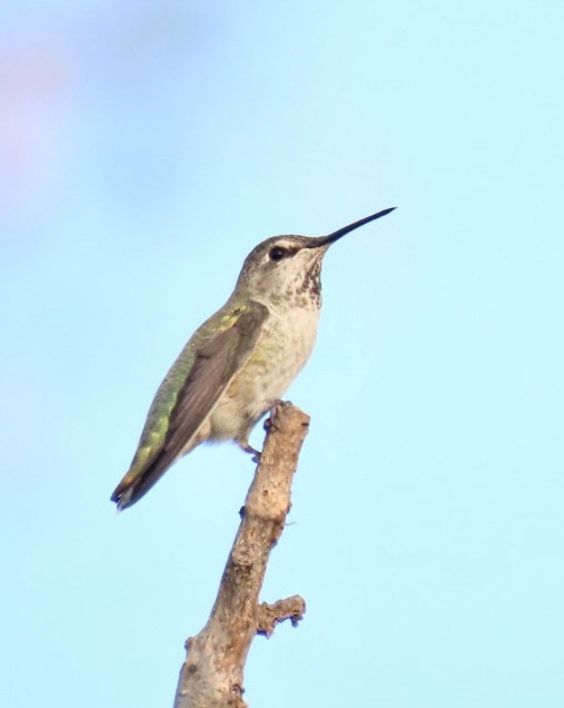 Anna's Hummingbird - ML483883661