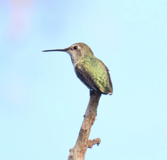 Anna's Hummingbird - ML483883671