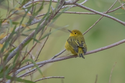 Northern Yellow Warbler - ML483884051