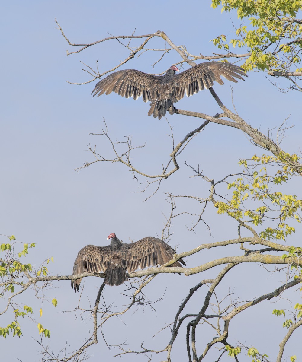 Turkey Vulture - ML483884451