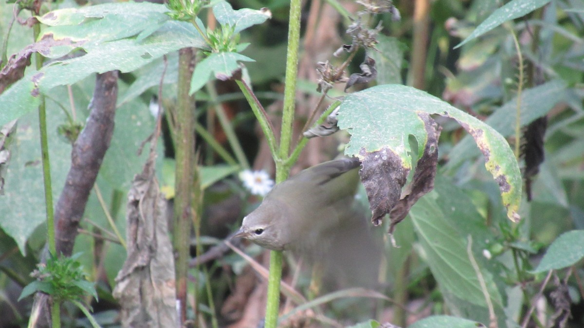 Tennessee Warbler - Pete Gillig