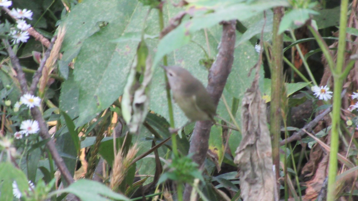 Tennessee Warbler - Pete Gillig