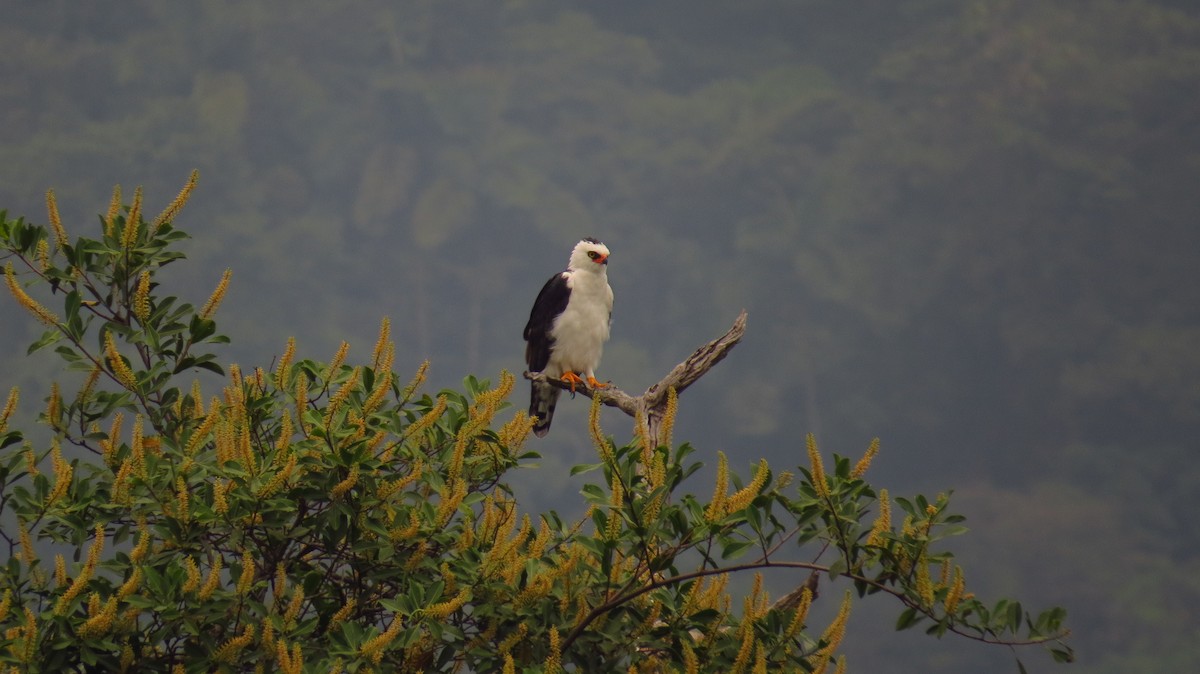 Águila Blanquinegra - ML48388601