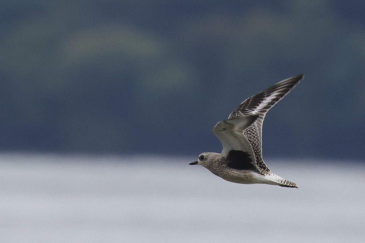 Black-bellied Plover - ML483886811