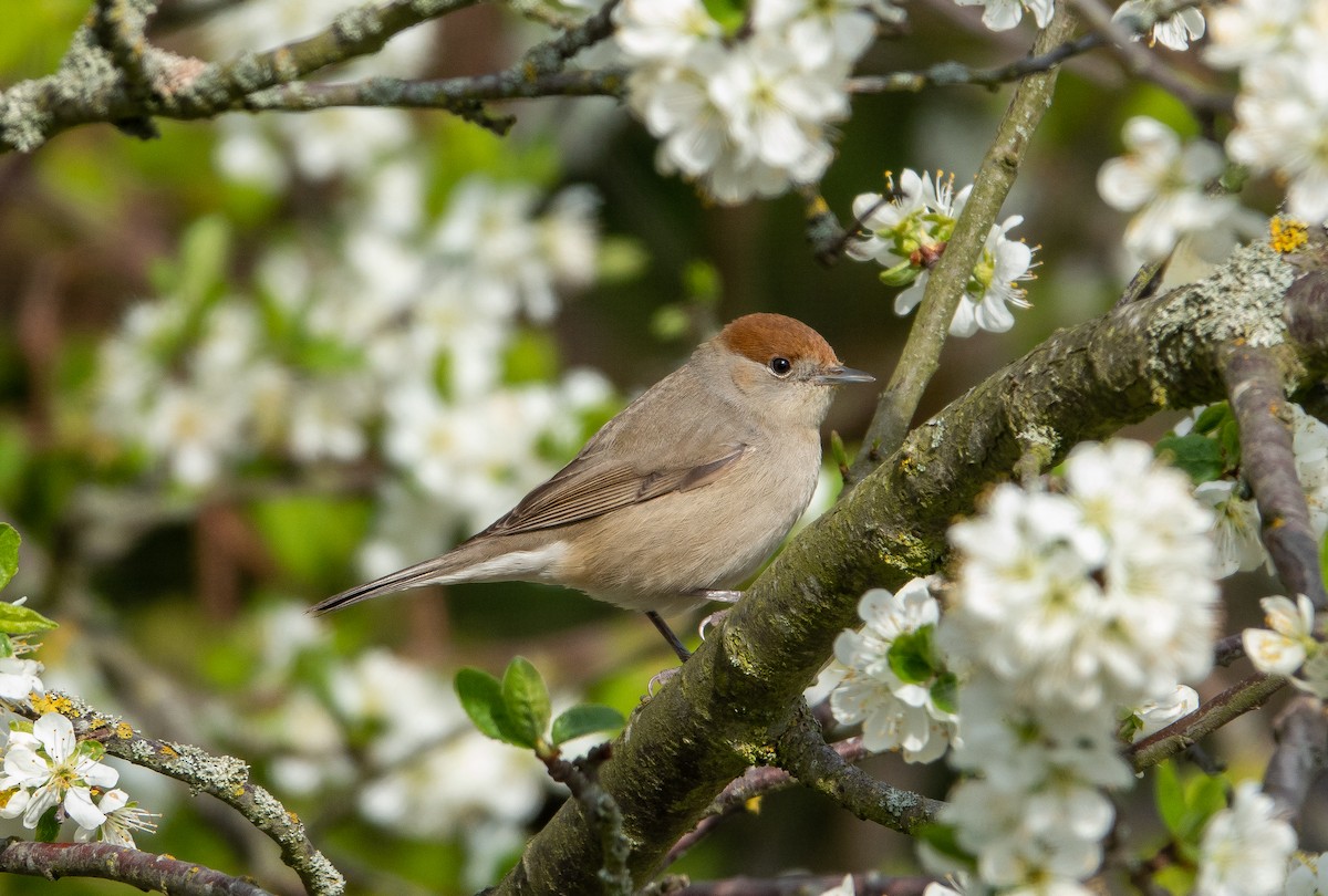 Eurasian Blackcap - ML483886971