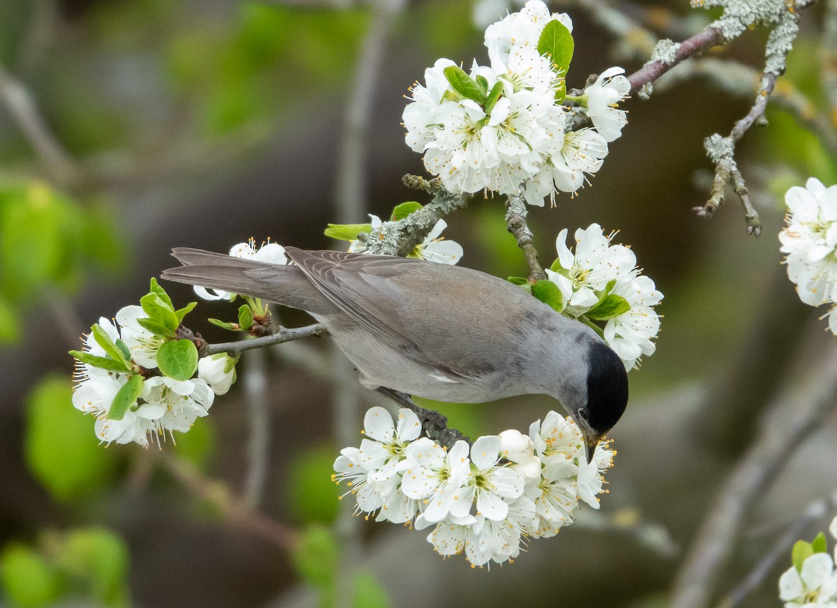 Eurasian Blackcap - Philip Francis Thomsen