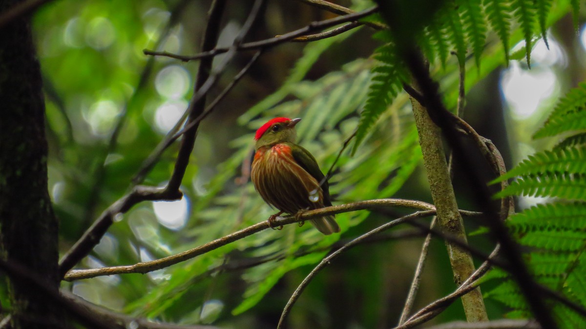 Çizgili Manakin - ML48388731