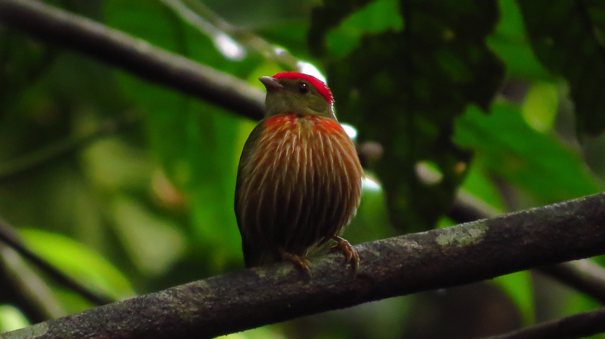 Çizgili Manakin - ML48388781