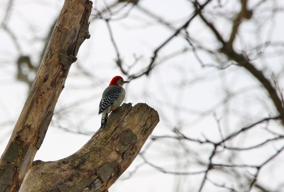 Red-bellied Woodpecker - ML48388791