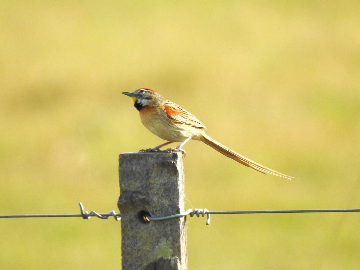 Chotoy Spinetail - Ricardo Centurión