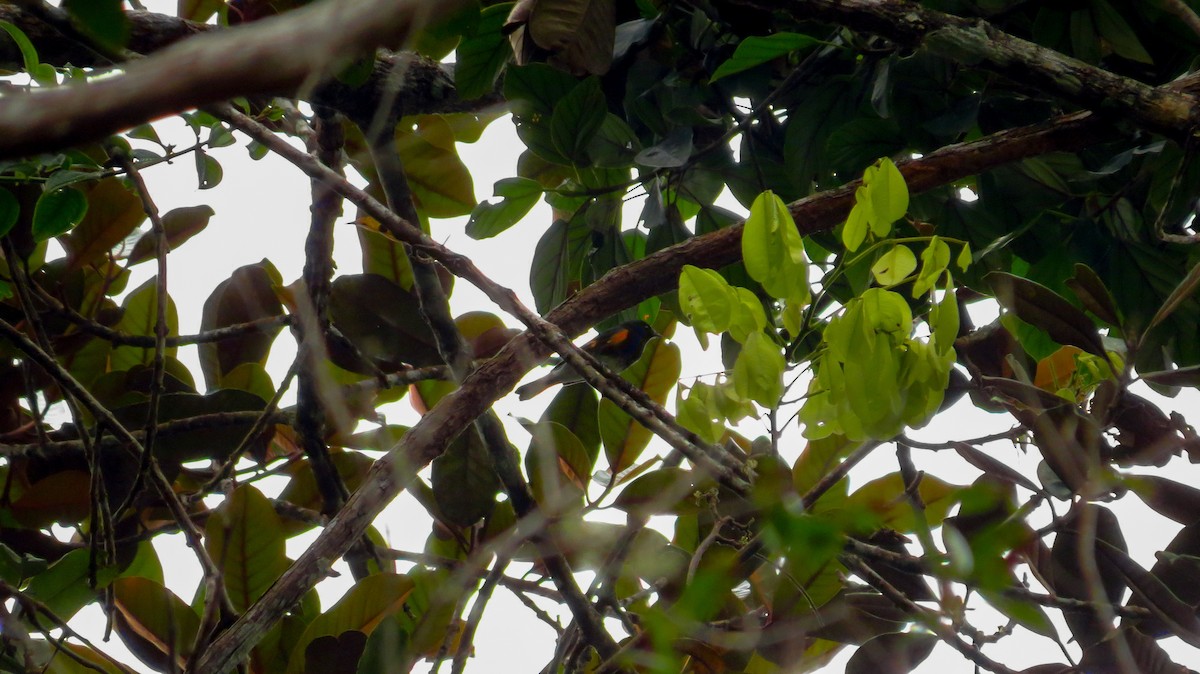 American Redstart - ML48388851