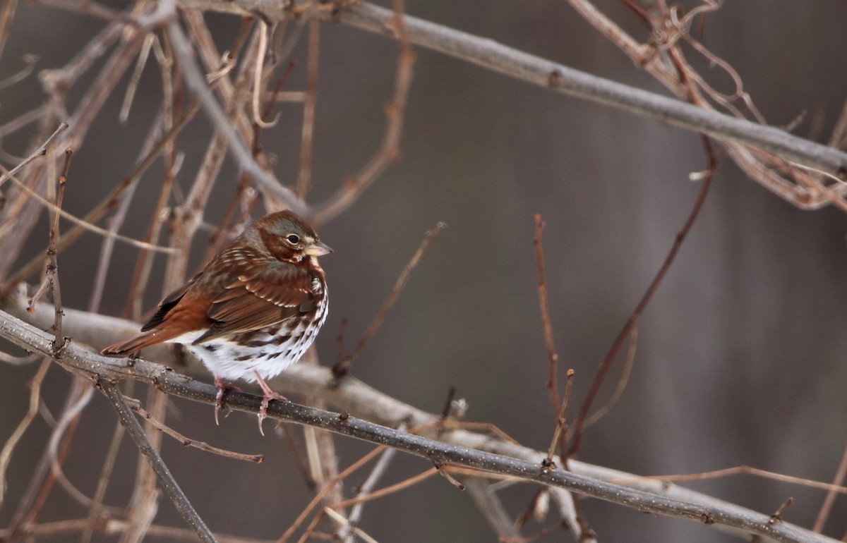 Fox Sparrow - ML48388871