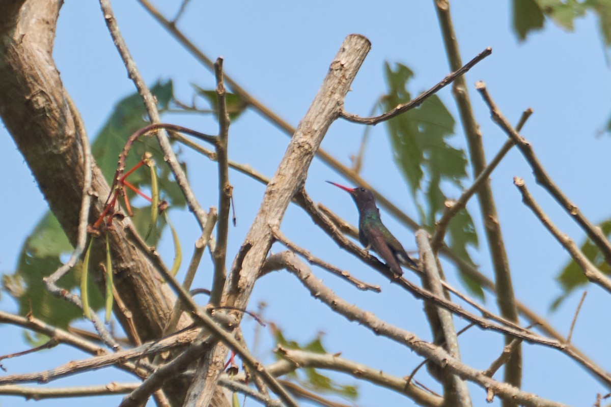 kolibřík bělobradý - ML483888741