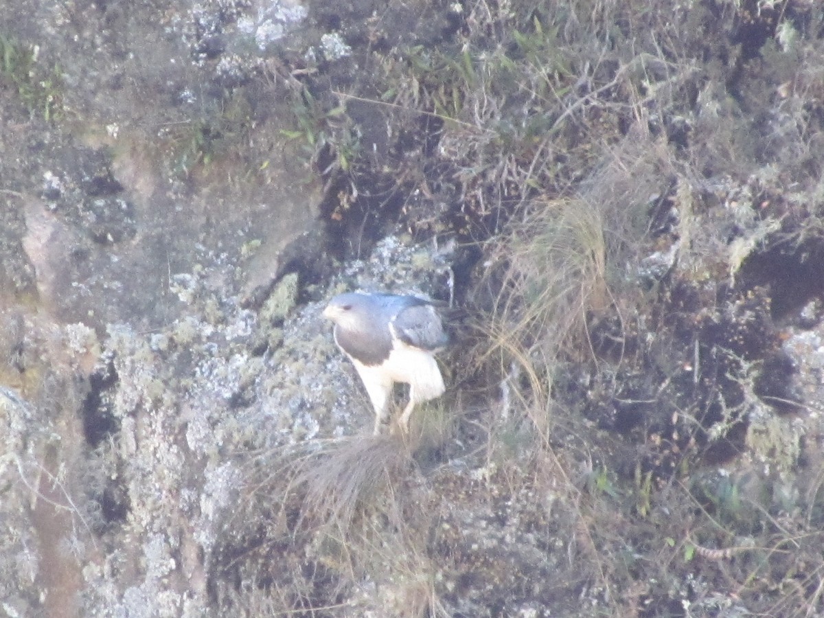 Black-chested Buzzard-Eagle - ML483889001