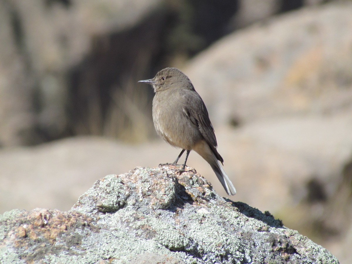 Black-billed Shrike-Tyrant - ML483889931