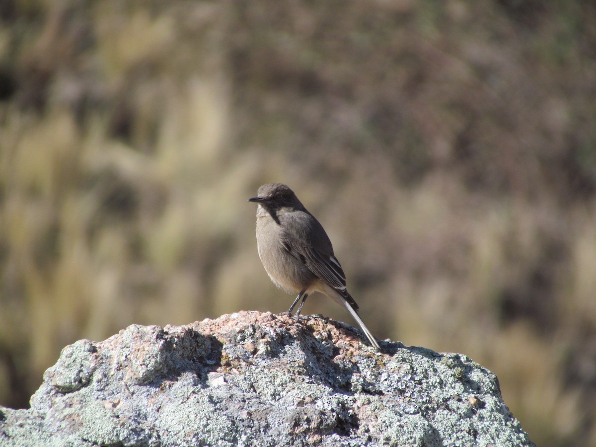 Black-billed Shrike-Tyrant - Marcela Cardinal