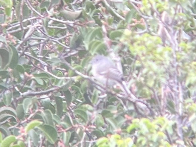 Gray Vireo - ML483890211