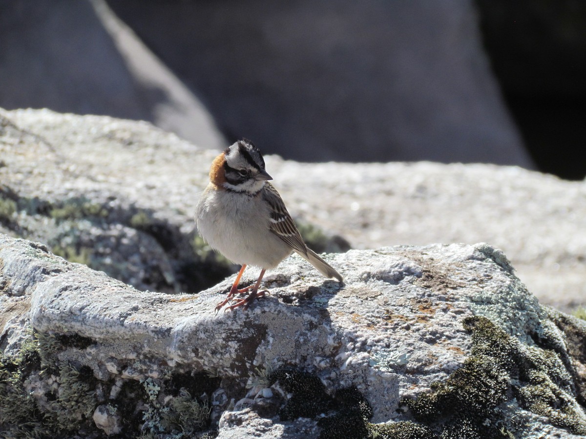 Rufous-collared Sparrow - Marcela Cardinal