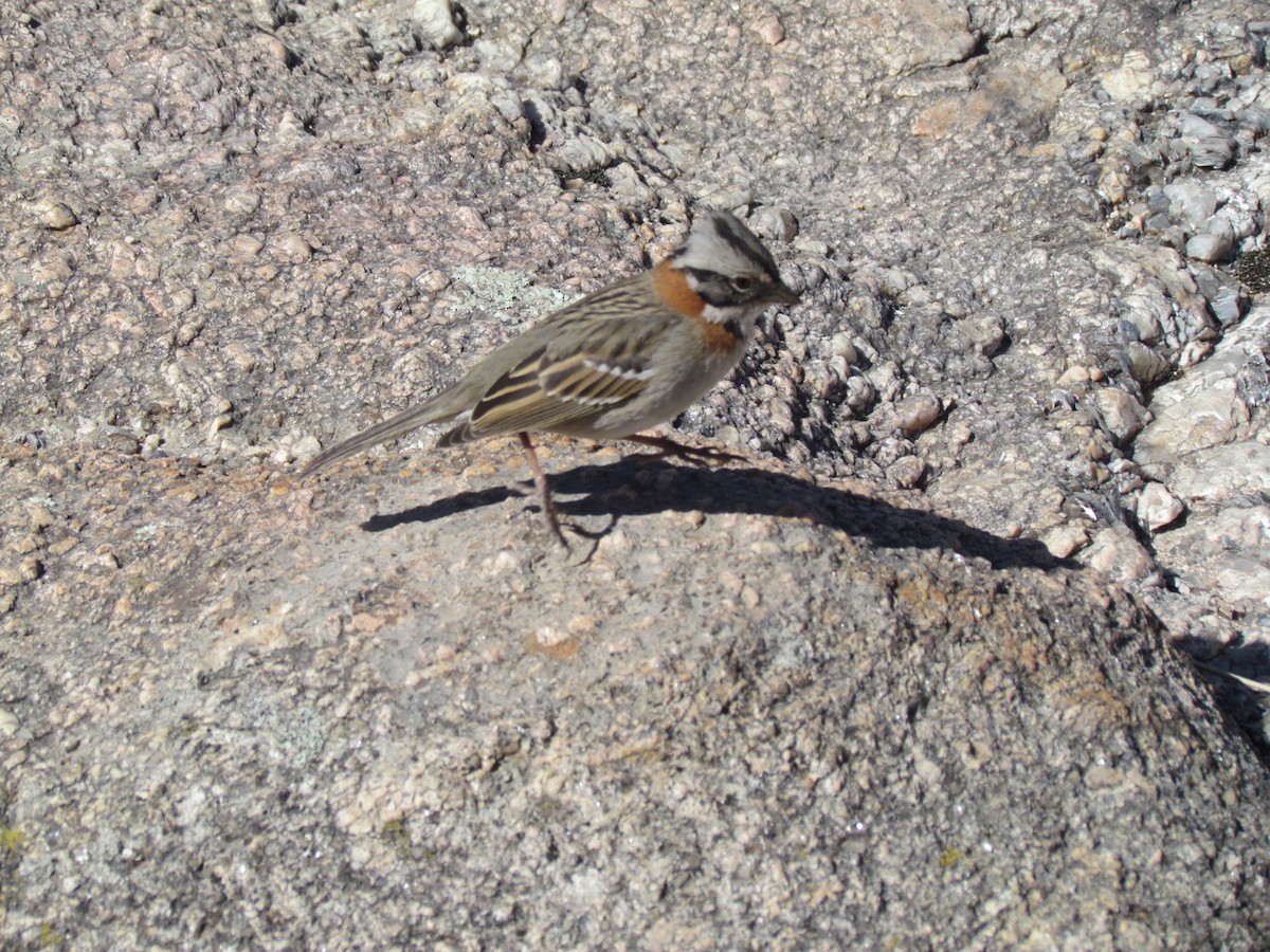 Rufous-collared Sparrow - ML483890231