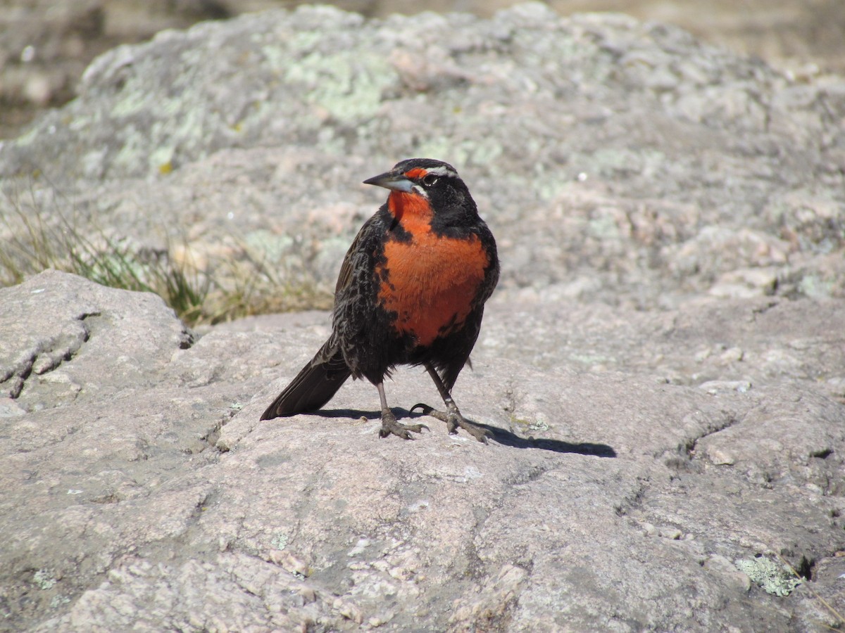 Long-tailed Meadowlark - ML483890461