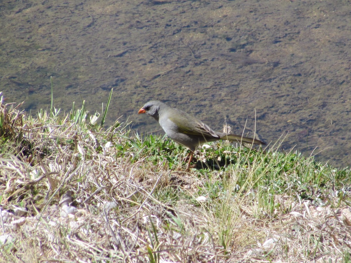 Great Pampa-Finch - ML483890781